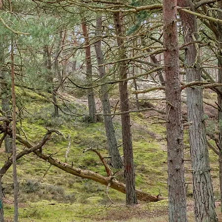 Lovely In Nexo With Wifi *