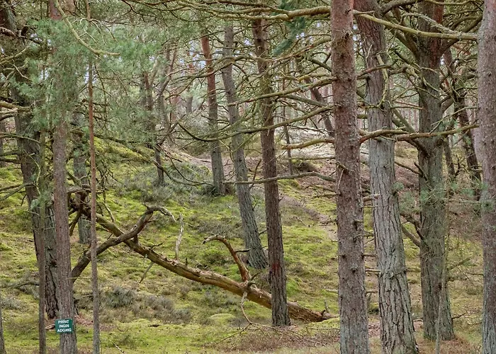 Lovely In Nexo With Wifi *